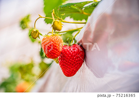 食べ頃になった、いちご狩り園のいちご 75216365