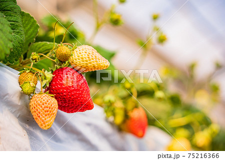 食べ頃になった、いちご狩り園のいちご 75216366