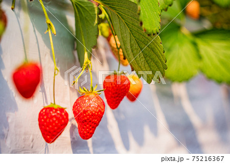 食べ頃になった、いちご狩り園のいちご 75216367
