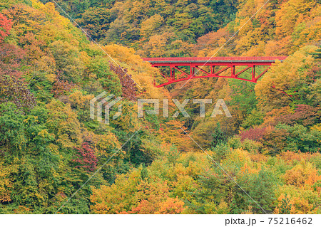 長野_紅葉した松川渓谷の絶景 75216462