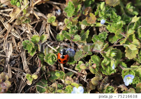 冬ののはらで草に止まるナナホシテントウ 75216638