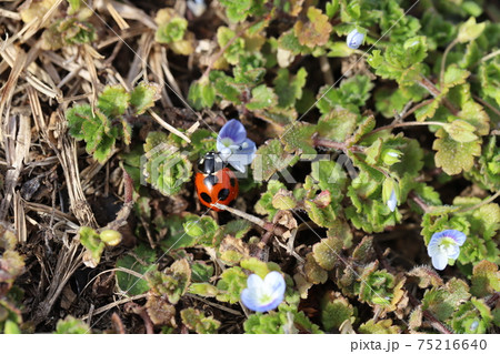 冬ののはらで草に止まるナナホシテントウ 75216640