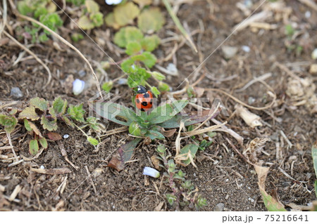 冬ののはらで草に止まるナナホシテントウ 冬ののはらで草に止まるナナホシテントウ 75216641