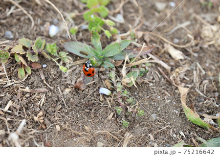 冬ののはらで草に止まるナナホシテントウ 冬ののはらで草に止まるナナホシテントウ 75216642
