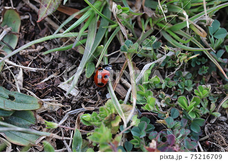 冬の野原の草に止まるナナホシテントウの写真素材
