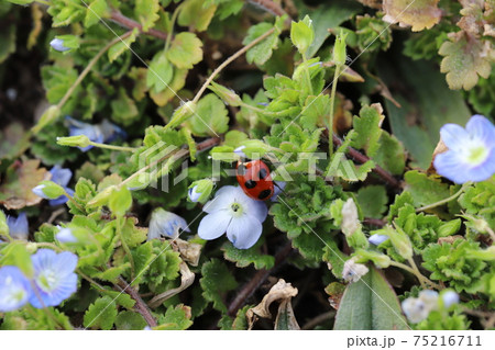 冬の野原の草に止まるナナホシテントウ 冬の野原の草に止まるナナホシテントウ 75216711
