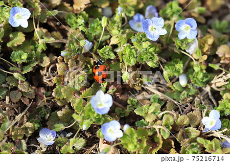 冬の野原の草に止まるナナホシテントウ 75216714