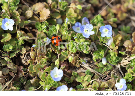 冬の野原の草に止まるナナホシテントウ 75216715