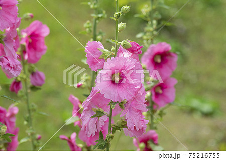 ピンクの立葵 ピンクの立葵 75216755