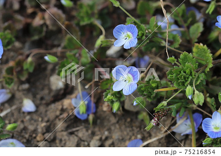 冬の野原に咲くオオイヌノフグリの青い花の写真素材