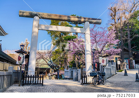 日本の春 梅の花が咲く 上野公園 五條天神社 75217033