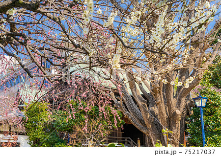 日本の春 梅の花が咲く 上野公園 五條天神社 75217037