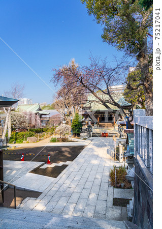 日本の春 梅の花が咲く 上野公園 五條天神社 日本の春 梅の花が咲く 上野公園 五條天神社 75217041