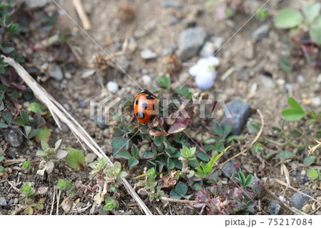 冬の野原の草や枯草に止まるナナホシテントウの写真素材
