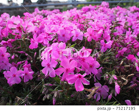 芝桜 芝桜 75217195