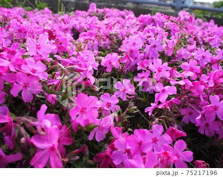芝桜 75217196