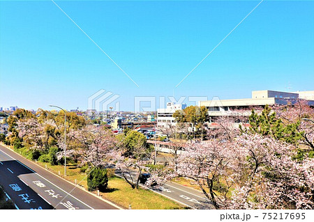 堺市立会館 栂文化会館春の風景 堺市立会館 栂文化会館春の風景 75217695