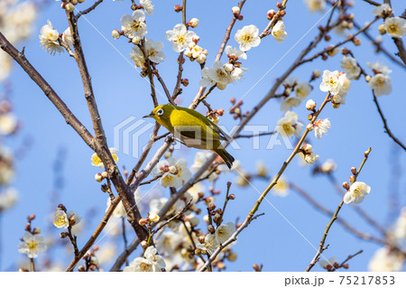 梅の蜜を吸うメジロ 梅の蜜を吸うメジロ 75217853