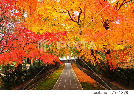 神奈川県藤沢市　天嶽院参道の鮮やかな紅葉 75218709