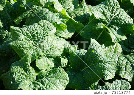 菜の花の葉っパ 75218774