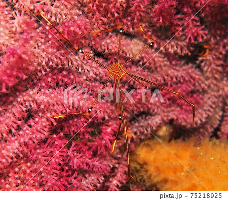 葉山の海　オルトマンワラエビ　その② 75218925