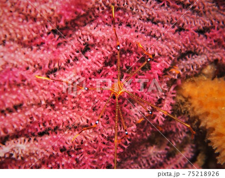 葉山の海　オルトマンワラエビ　その③ 75218926