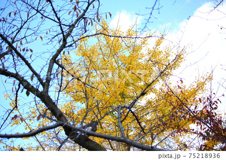 小さい秋 小さい秋 75218936