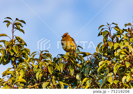 樹上の赤い実を食べに集まった、ヒレンジャク 樹上の赤い実を食べに集まった、ヒレンジャク 75219206