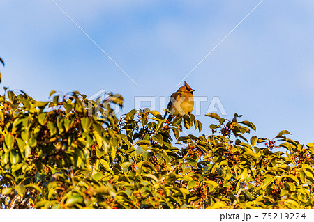 樹上の赤い実を食べに集まった、ヒレンジャク 75219224
