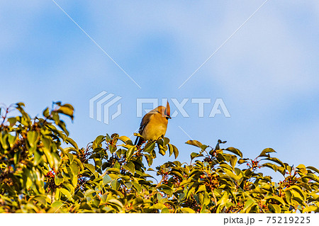 樹上の赤い実を食べに集まった、ヒレンジャク 75219225