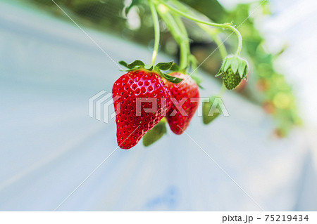 赤く実ったイチゴの果実 ハウスの苺 いちご狩り 宮城県山元町の写真素材