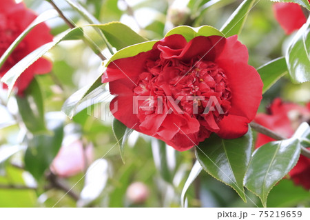 八重咲きの真っ赤なツバキ の写真素材