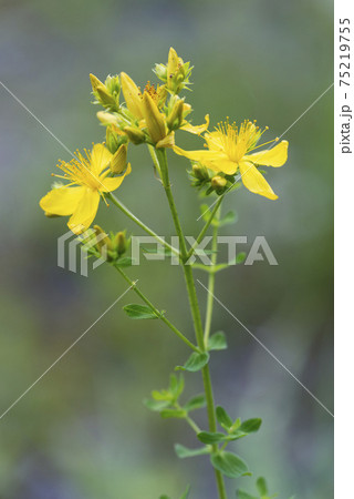 セイヨウオトギリ 札幌市 セイヨウオトギリ 札幌市 75219755