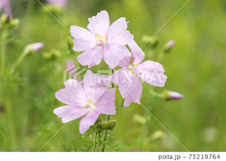 ジャコウアオイ　札幌市 75219764