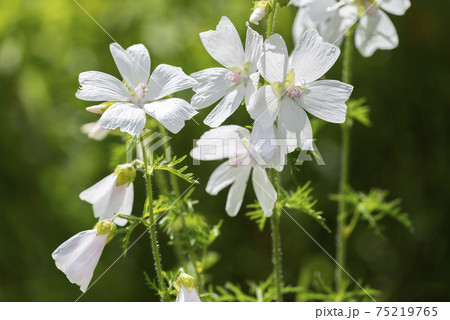 ジャコウアオイ　札幌市 75219765