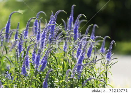 ベロニカ　百合が原公園 75219771