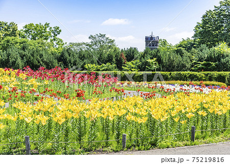 世界の百合広場 百合が原公園の写真素材