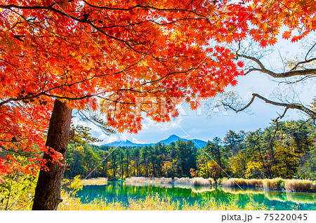 福島県北塩原村 紅葉の五色沼(弁天沼) 福島県北塩原村 紅葉の五色沼(弁天沼) 75220045