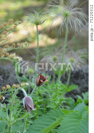 春から初夏に咲く花 オキナグサ の写真素材