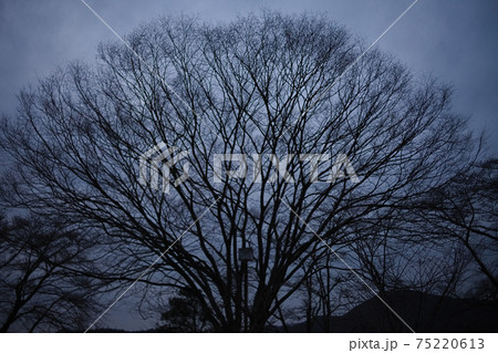 月夜の公園の大きな広葉樹のシルエットが幻想的な雰囲気を演出する光景の写真素材 75220613 Pixta