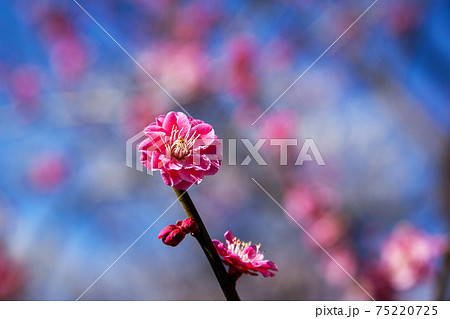 紅梅 府中郷土の森公園 凛として可愛らしく咲く梅の花に心を囚われましたの写真素材