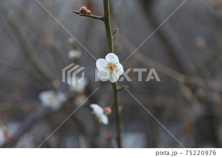 山合の道路脇にひっそりと可憐な花を咲かせる寒桜12 75220976