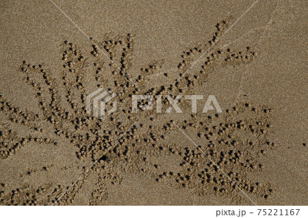 コメツキガニの砂玉 コメツキガニの砂玉 75221167