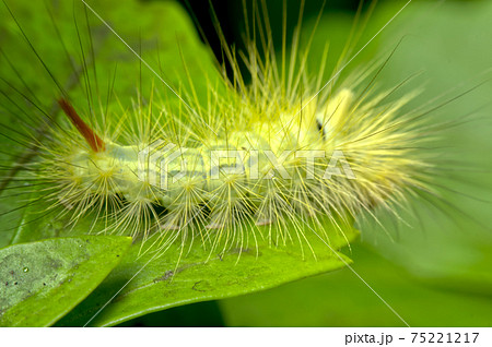 リンゴドクガの幼虫 リンゴドクガの幼虫 75221217