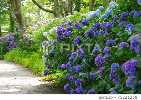 紫陽花咲き乱れる朝の伊豆下田公園遊歩道_ver1 紫陽花咲き乱れる朝の伊豆下田公園遊歩道_ver1 75221259