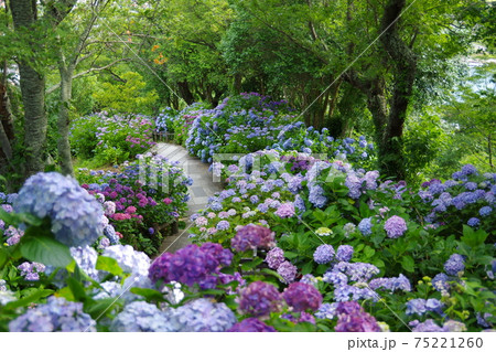 紫陽花咲き乱れる朝の伊豆下田公園遊歩道_ver2 紫陽花咲き乱れる朝の伊豆下田公園遊歩道_ver2 75221260