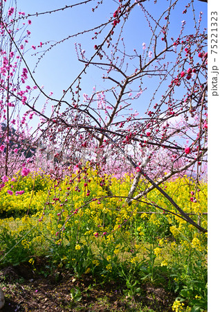桃の花が満開の山梨桃源郷 桃の花が満開の山梨桃源郷 75221323