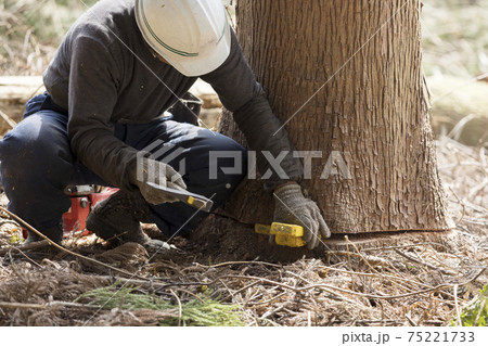木を倒すのにクサビを打ち込む作業員男性 75221733