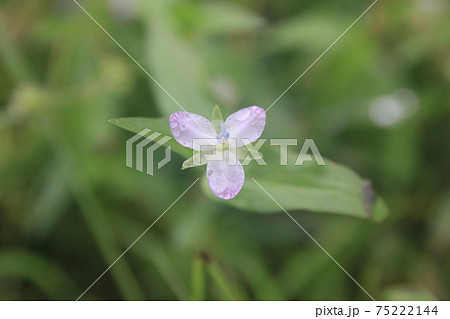 イボクサの花 75222144