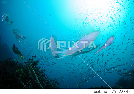 アオリイカの産卵 75222345